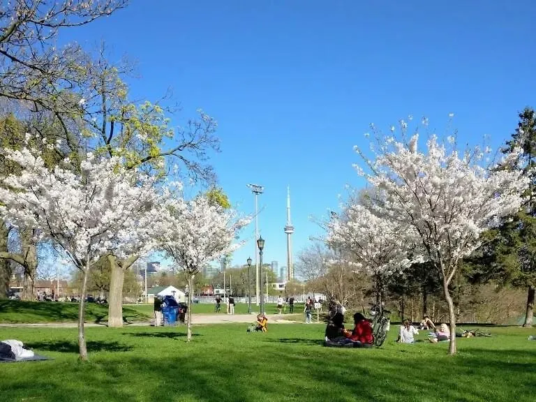 Mins Walk To Trinity Bellwood Park From Your Apartment Downtown טורונטו